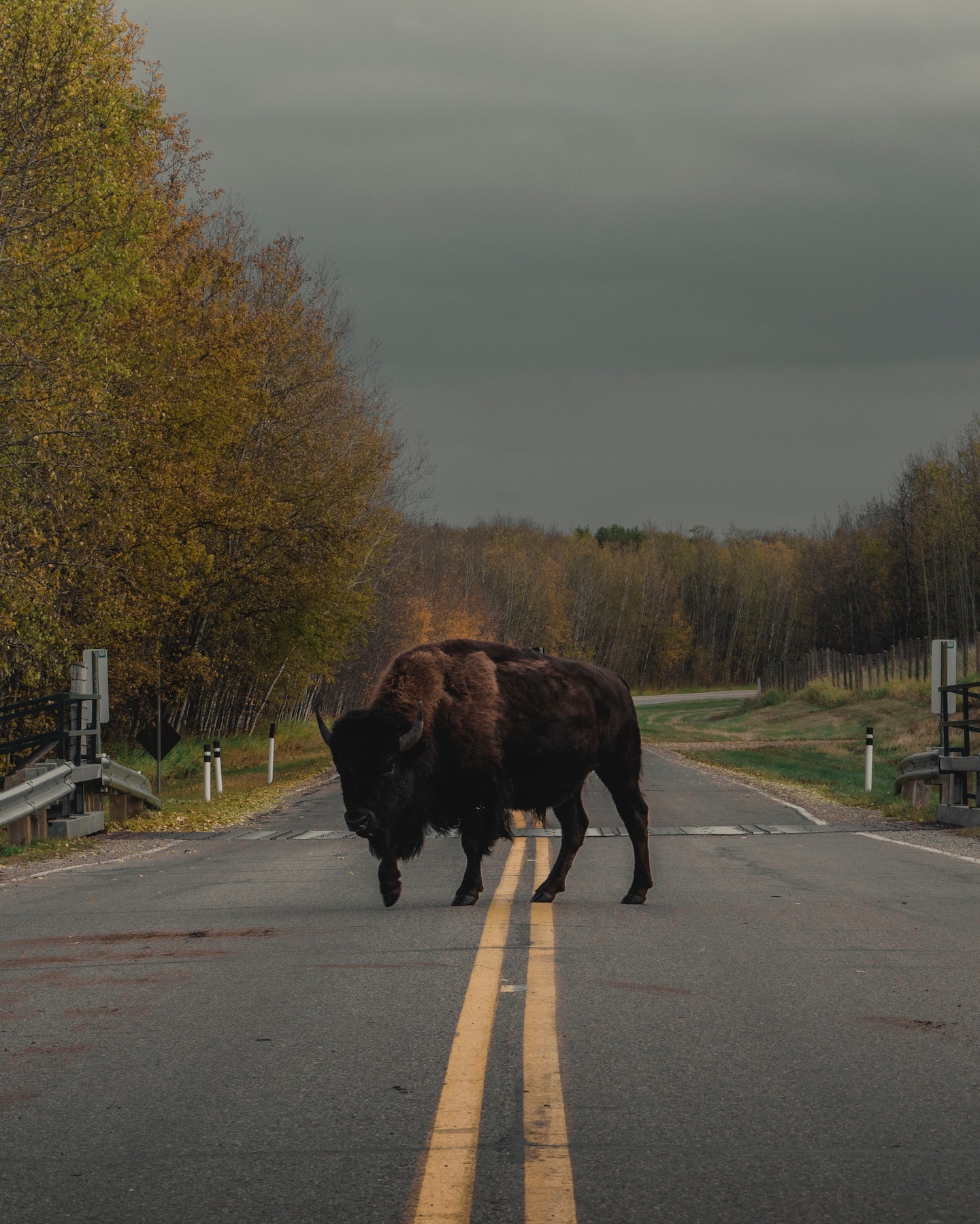 Bison in the road