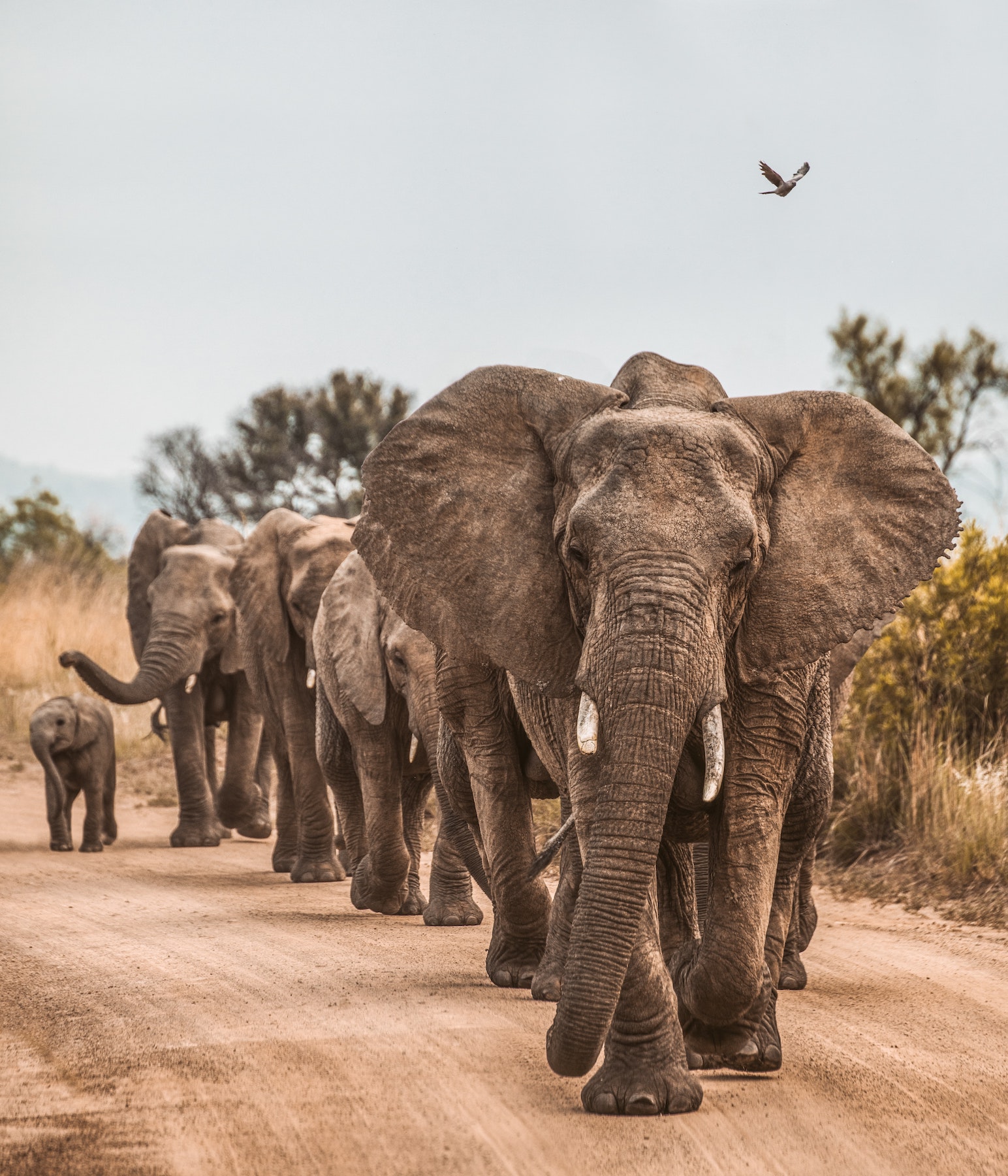 elephants leading