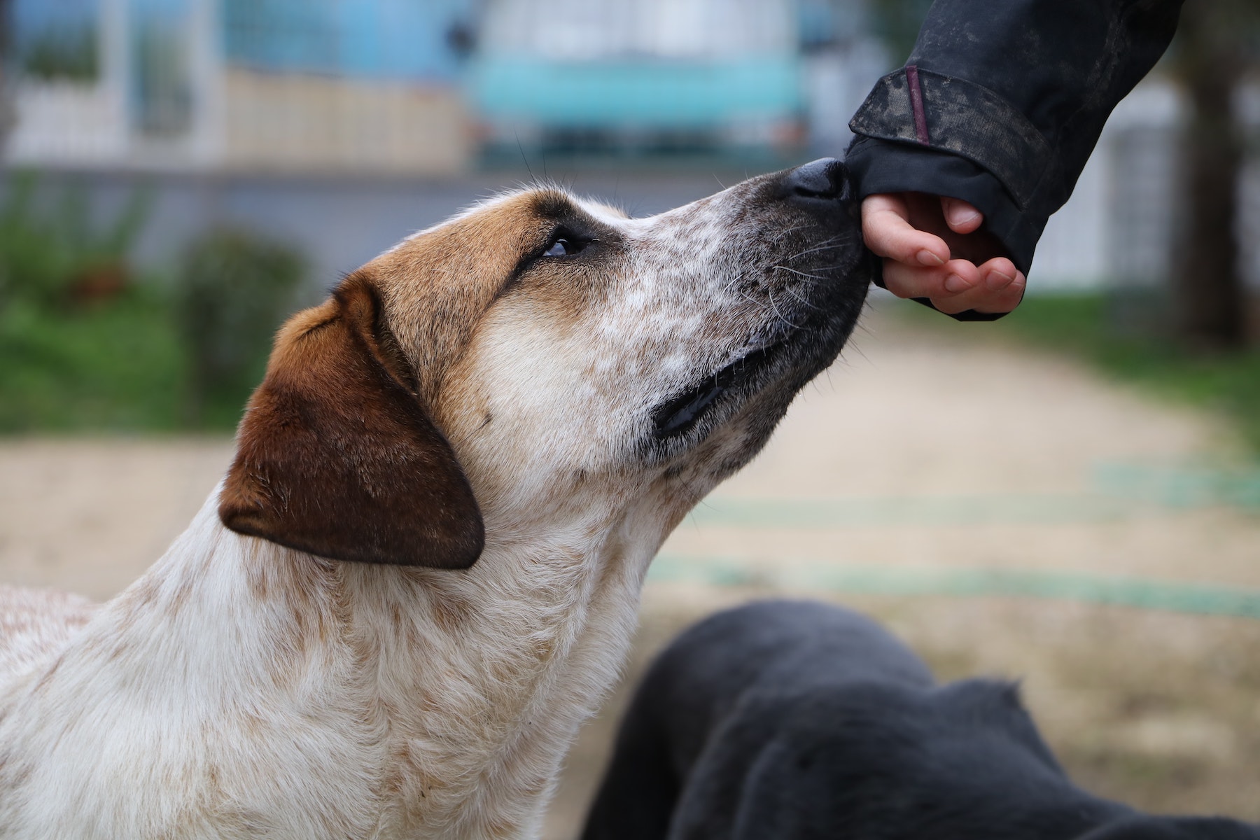 Trusting dog