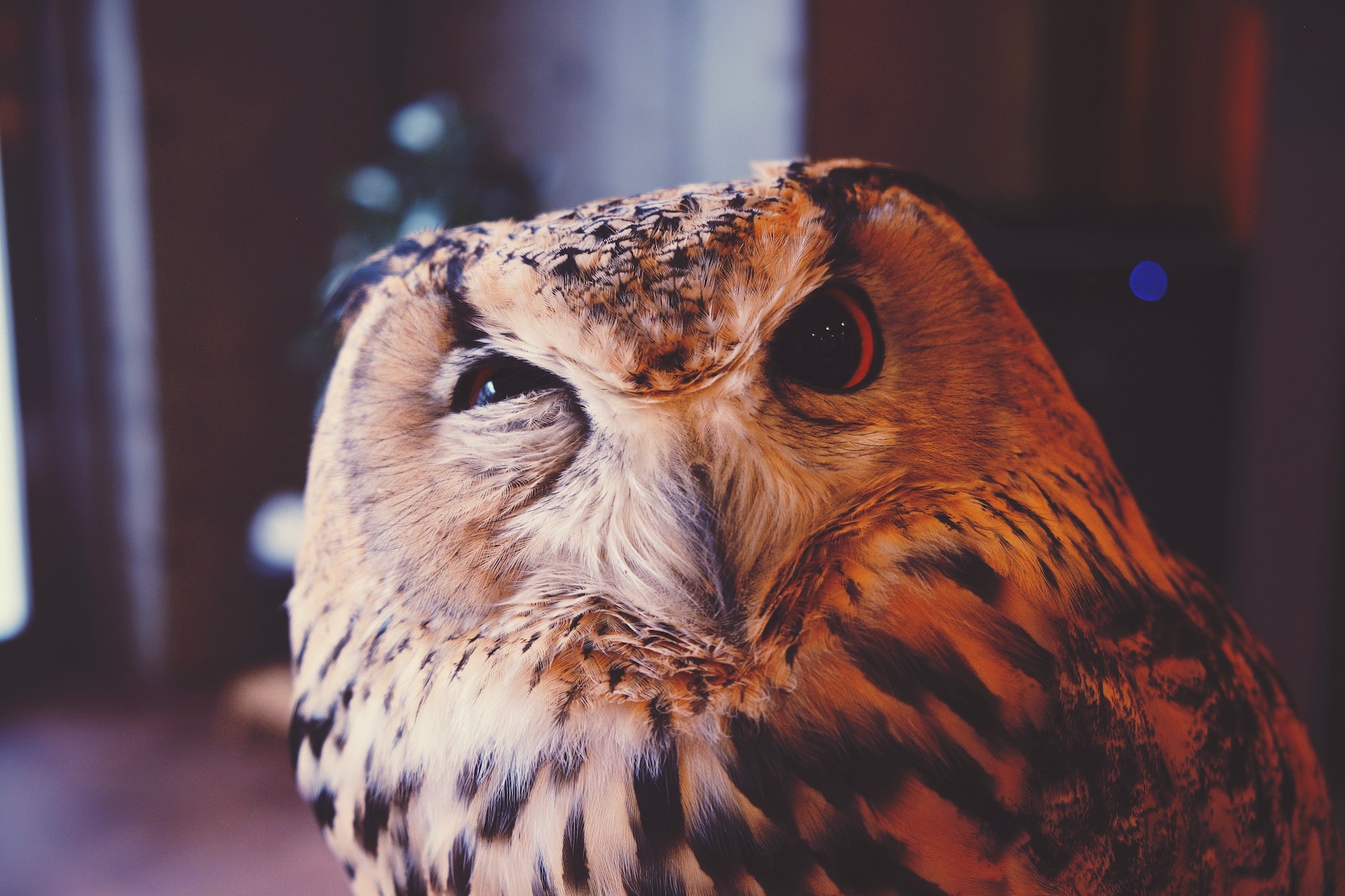 Owl winking with curiosity